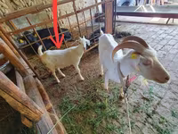 Goat, Goats — photo 2
