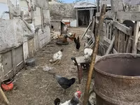 Chickens — foto 5
