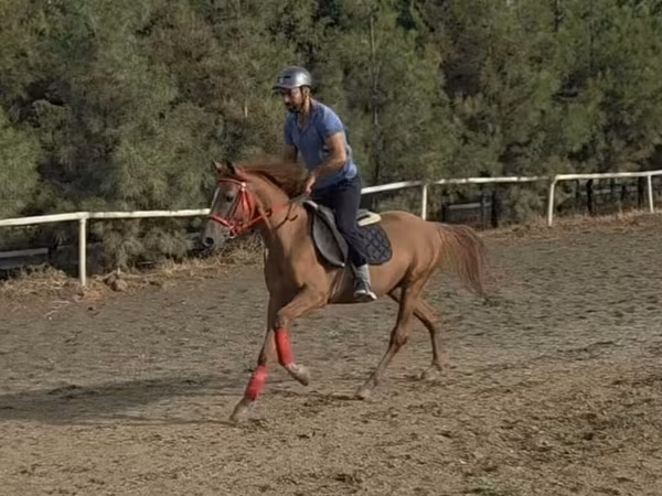 At, Karabakh horse