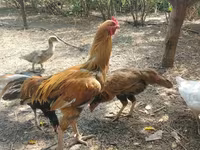Chickens — foto 3