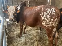 Touro, Zebu — foto 4