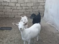 Keçilər (partiya, cinsi göstərilməyib), Keçilər — foto 6