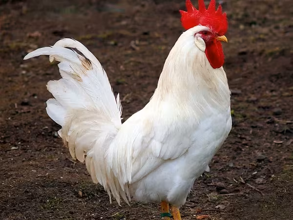 Chickens — أرمينيا