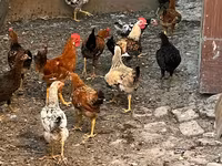 Chickens — photo 2