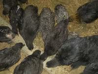 Australorp — photo 5