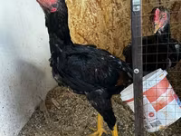 Chickens — foto 5