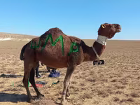 Dəvə, Arvana camel — foto 1