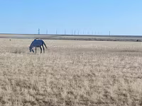 Kobyła, Horse breed — zdjęcie 4