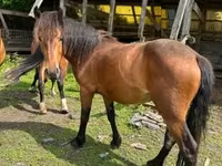 Égua, Međimurje horse — foto 1