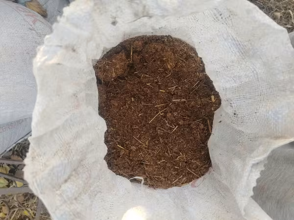 Quru Yanmış peyindir Setka ile elenmiş peyin temiz kiseler yigilmiş