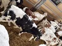 ثور, Russian Black pied cattle — الصورة 2