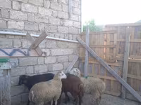 Qoç, Qoyunlar — foto 1