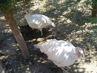 Հնդկահավի միս թրչնամիս — الصورة 3