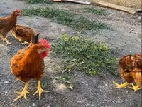 Chickens — Foto 3