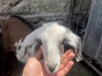 Cabra, Nubian Goat — foto 4