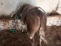 Buğa, Simmental cattle — foto 2