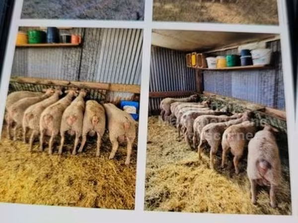 Qoç, Charollais sheep