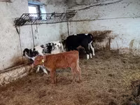 İnək, Mal-qara — foto 1