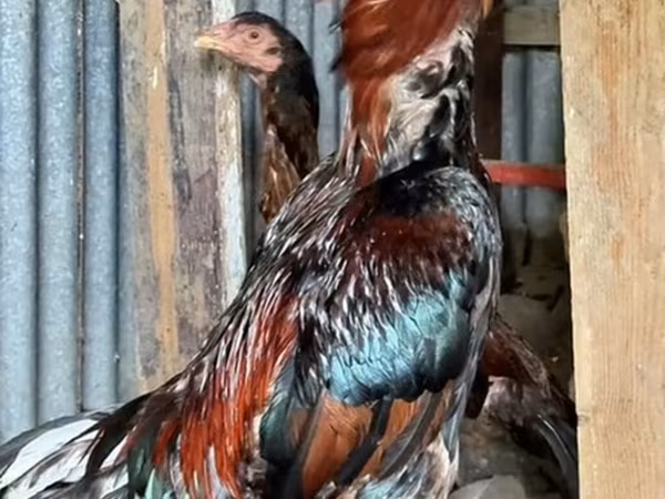 Chickens