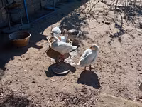Geese — Foto 2
