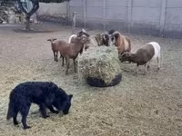 Baran, Cameroon sheep — zdjęcie 3