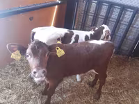 公牛, Simmental cattle — 照片 2