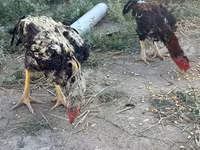 Chickens — photo 7
