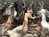 Ducks — zdjęcie 2