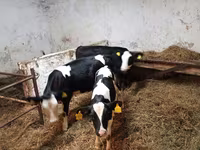 Cow, Russian Black pied cattle — photo 2