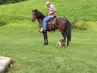 घोड़ा, Rocky Mountain Horse — फ़ोटो 5