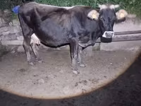 Cow, Cattle — photo 5