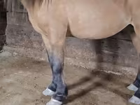 Caballo, Mugalzhar horse — foto 3