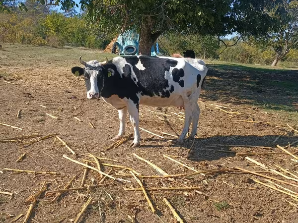 İnək, Russian Black pied cattle