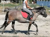 Klisna, Polish pony — foto 2