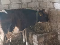 İnək, Russian Black pied cattle — foto 2