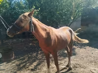 Kůň, Koně — foto 1