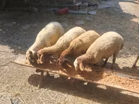 Sheep, Sheep — photo 6