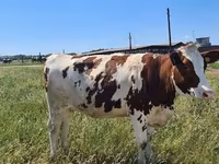 Cow, Russian Black pied cattle — photo 8