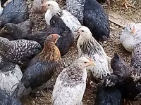 Chickens — Foto 1