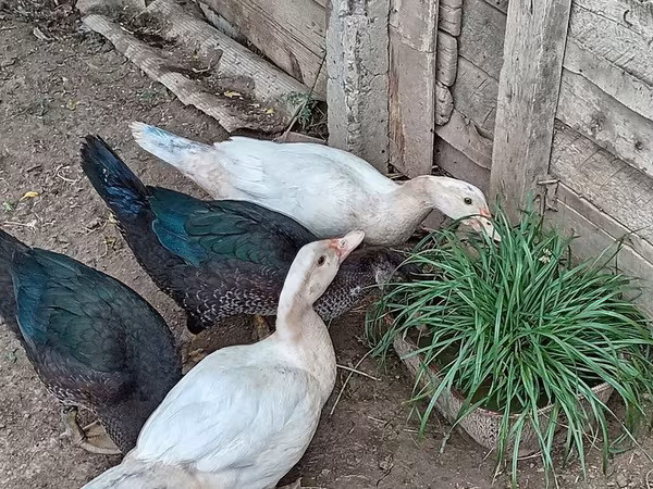 Domestic Muscovy — Azerbaijan