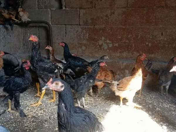 Chickens