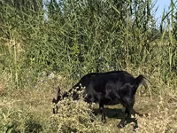 Dişi keçi, Czech Brown Shorthaired goats — foto 5