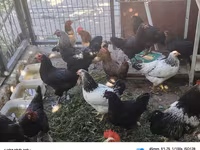 Chickens — photo 4