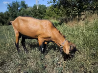 Kozel, Alpine goat — foto 2