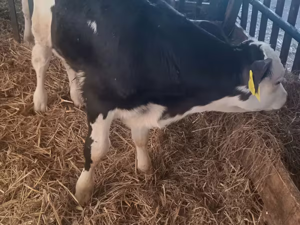 Buğa, Simmental cattle