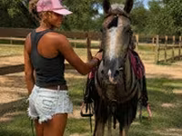 Hengst, Quarter Horse — Foto 7