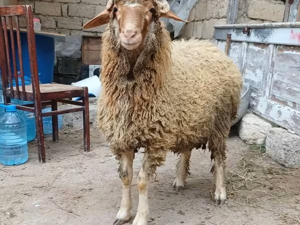 كبش, الأغنام