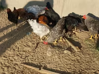 Chickens — photo 2