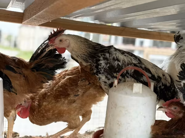 Chickens