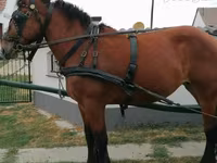 Égua, Cavalos — foto 3
